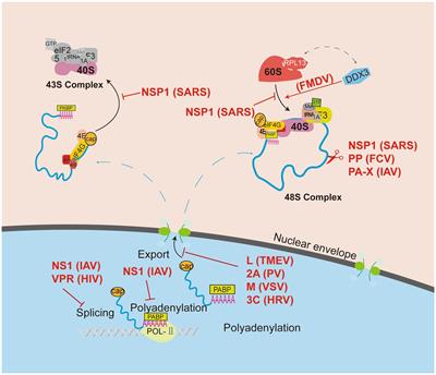 Ribosomal control in RNA virus-infected cells